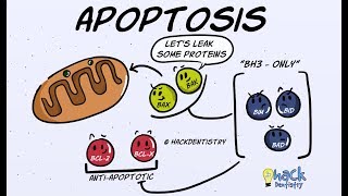 Apoptosis  Introduction Morphologic Changes and Mechanism [upl. by Corydon]