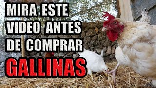 Cuidados Basicos para tus GALLINAS  BIENESTAR ANIMAL [upl. by Lipscomb763]