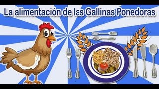 La alimentación de las gallinas ponedoras caseras  TuGranjaenCasaCom [upl. by Aenehs]