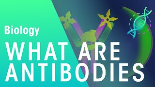 What are Antibodies  Health  Biology  FuseSchool [upl. by Proffitt]