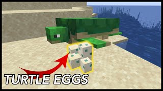 How To Get Turtle Eggs In Minecraft [upl. by Sulokcin425]