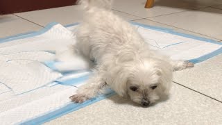 Coco Syncope Maltese Dog Heart Disease  CHF [upl. by Ballinger456]