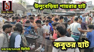 Uluberia pet market  Current Exotic Pigeons Price Update at Uluberia 23032024 Visit  One [upl. by Lemmueu780]