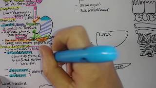 Digestive System  Summary [upl. by Torrlow]