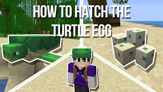 How to Get amp Hatch a Turtle Egg Remake  Minecraft [upl. by Christiano]