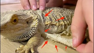 Bearded Dragon Shedding Skin Then Eats It [upl. by Swift]