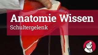 AnatomieWissen Schultergelenk [upl. by Leonanie]