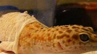 The Shedding Process  Leopard Geckos [upl. by Airednaxela]