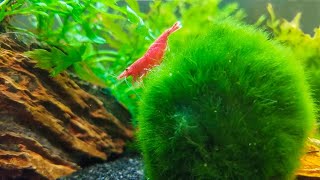 How to Keep Marimo Moss Balls in Your Aquarium [upl. by Eelana]