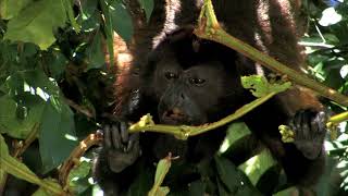 AGUAS TROPICALES  Documental Naturaleza HD 1080p  Grandes Documentales [upl. by Joshuah915]