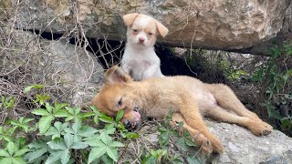 The cry for help of two dogs abandoned by their cruel owner on the side of the road and I saved them [upl. by Naimerej]