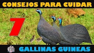 7 Consejos Importantes para Cuidar Gallinas Guineas o Coquenas [upl. by Engud791]