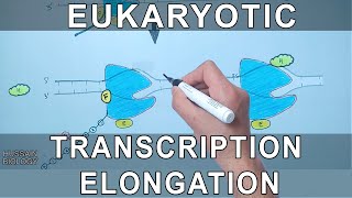 Transcription Elongation in Eukaryotes [upl. by Ahseela]