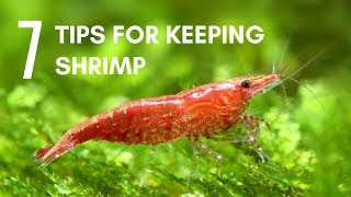 7 Tips for Keeping Shrimp in an Aquarium [upl. by Simmons434]