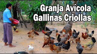 Granja avícola de Gallinas Criollas [upl. by Notnad]