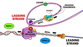 DNA REPLICATION 23  ELONGATION [upl. by Naitsyrk]