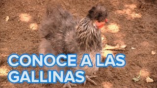 Cómo viven las gallinas Vídeos de animales para niños [upl. by Nowell318]