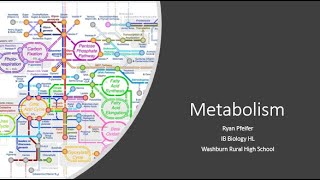 Metabolism amp Metabolic Pathways [upl. by Etiragram]