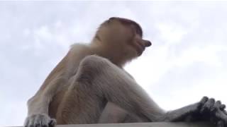 Proboscis Monkey Swimming [upl. by Dianna643]