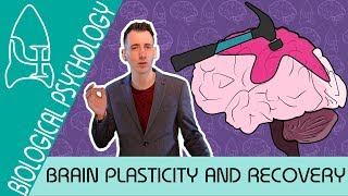 Brain Plasticity and Functional Recovery  Biological Psychology AQA ALevel [upl. by Imled]