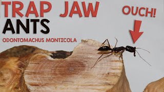 SCARY TRAP JAW ANTS  Odontomachus Monticola [upl. by Potts261]