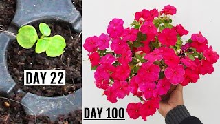 RIGHT Way To GROW Impatiens from Seeds  START to FINISH [upl. by Teerell]