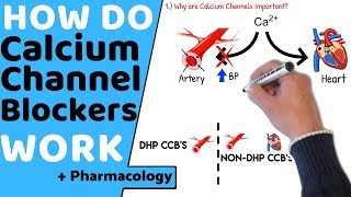 How do Calcium Channel Blockers Work Pharmacology [upl. by Itnuahsa585]