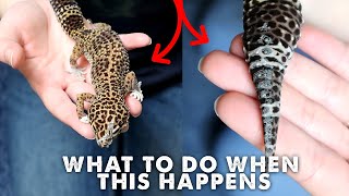 FIXING A BAD SHED  REMOVING OLD SKIN  Leopard Gecko [upl. by Romain]