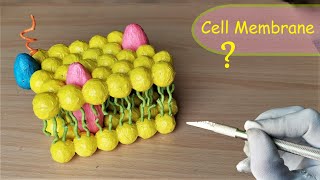 How to make Cell Membrane Model  DIY Project [upl. by Hasina]