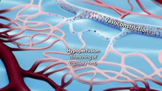 Capillary Blood Flow [upl. by Kassie]