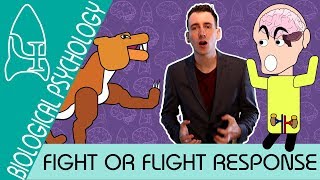 Fight or Flight  Biological Psychology AQA ALevel [upl. by Hsinam]