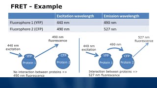 Fluorescence Spectroscopy Tutorial  Typical Applications [upl. by Elda127]