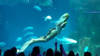 Mermaid Show LAquarium de Paris [upl. by Atiuqin930]