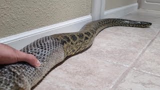 Guy Help Pet Anaconda Shed Skin [upl. by Popelka]