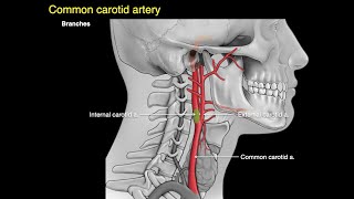 Atlas amp Axis Cervical Vertebrae C1C2 Anatomy [upl. by Liggitt]