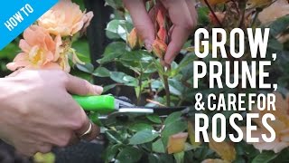 How To Grow Prune amp Care For A Rose Bush [upl. by Olrak]