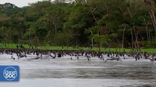 La interesante vida de los habitantes del Amazonas DOCUMENTAL COMPLETO [upl. by Casaleggio]