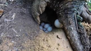 Snapping Turtle Laying Eggs [upl. by Monia174]