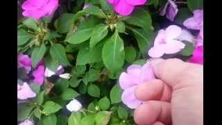 How to Harvest Free Impatiens Seeds [upl. by Armat]