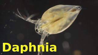 Daphnia [upl. by Fermin641]