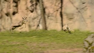 Tiny gazelle leads highspeed chase at zoo [upl. by Zined]