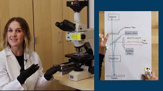 Fluorescence Microscopy [upl. by Saito]