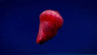 Enypniastes eximia  the swimming sea cucumber [upl. by Stambaugh]