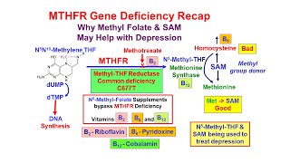 Methyl Folate Deficiency and Depression [upl. by Clareta577]