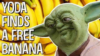 YODA FINDS A FREE BANANA  The Puppet Yoda Show [upl. by Ajnat]