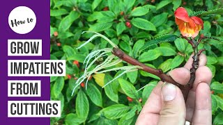 How to propagate amp grow Impatiens from cuttings [upl. by Hakan]