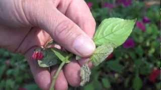 Impatiens Dying from Downy Mildewmov [upl. by Ohcamac]