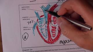 Cardiovascular System 3 Blood circulation [upl. by Aissej875]