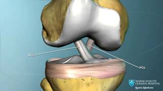 Part I Knee Anatomy [upl. by Ahsinal]