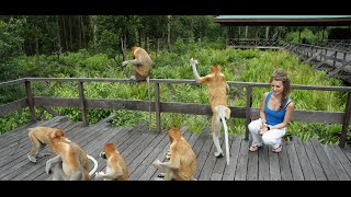 Proboscis Monkeys  Worlds Weirdest [upl. by Oralle821]